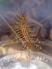 Scutigera coleoptrata