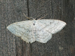 Scopula incanata