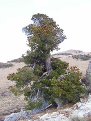 Pinus flexilis