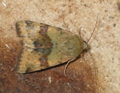 Heliothis viriplaca