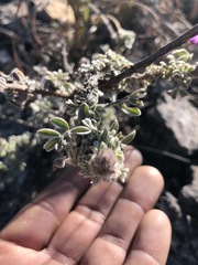Dalea greggii