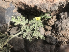 Citrullus colocynthis