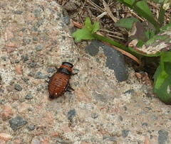 Leptinotarsa decemlineata