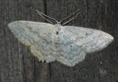 Scopula incanata