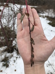 Rubus occidentalis