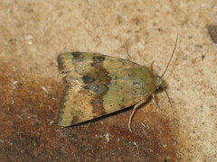 Heliothis viriplaca