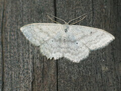Scopula incanata