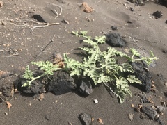 Citrullus colocynthis