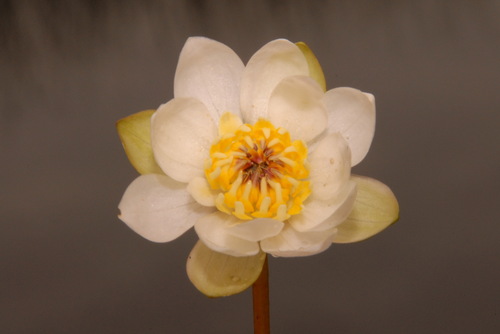 Image of Nymphaea tetragona by (c) Brian Finzel, some rights reserved (CC BY-SA)