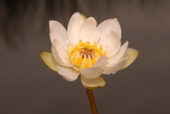 Nymphaea tetragona