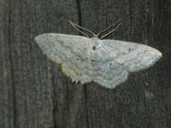 Scopula incanata