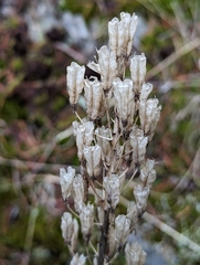 Toxicoscordion venenosum