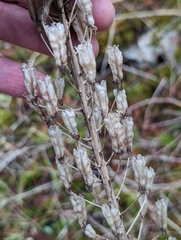 Toxicoscordion venenosum