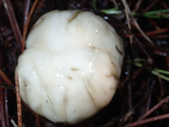 Suillus pungens