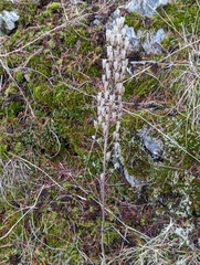 Toxicoscordion venenosum