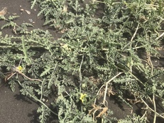 Citrullus colocynthis