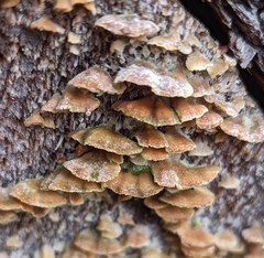 Trichaptum abietinum