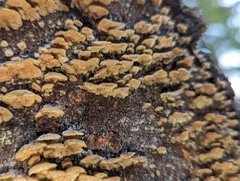 Trichaptum abietinum