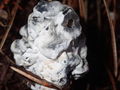 Hypomyces cervinigenus