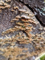 Trichaptum abietinum