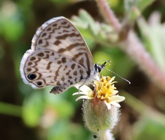 Leptotes cassius cassidula