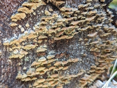 Trichaptum abietinum