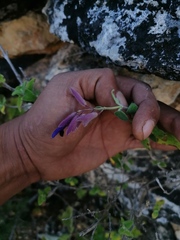 Salvia semiatrata