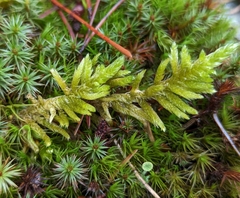 Homalothecium megaptilum