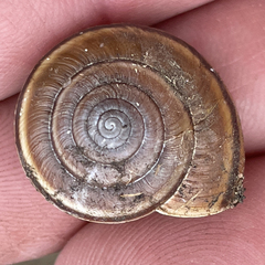 Helminthoglypta dupetithouarsi