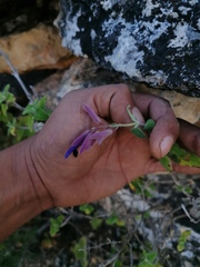 Salvia semiatrata
