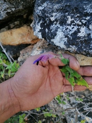 Salvia semiatrata