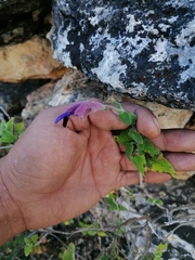Salvia semiatrata