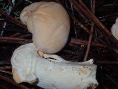 Hydnum oregonense