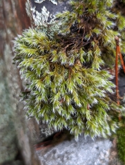 Racomitrium heterostichum