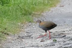 Aramides saracura