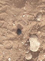 Eusattus reticulatus