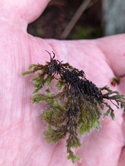 Racomitrium heterostichum