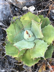Agave potatorum
