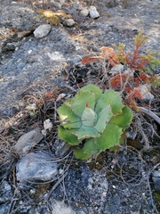 Agave potatorum