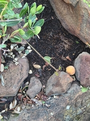 Ancylobothrys capensis