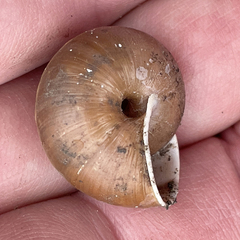 Helminthoglypta dupetithouarsi