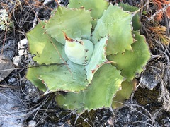 Agave potatorum