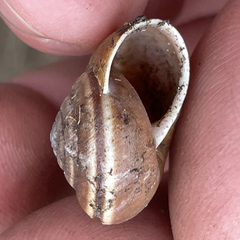 Helminthoglypta dupetithouarsi