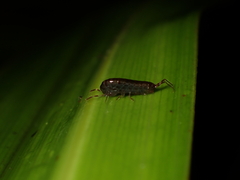 Talitroidea