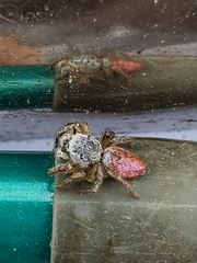 Habronattus decorus