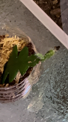 Opuntia cochenillifera