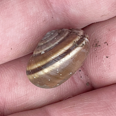 Helminthoglypta dupetithouarsi