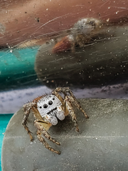 Habronattus decorus