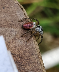 Habronattus decorus