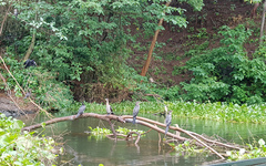 Microcarbo africanus